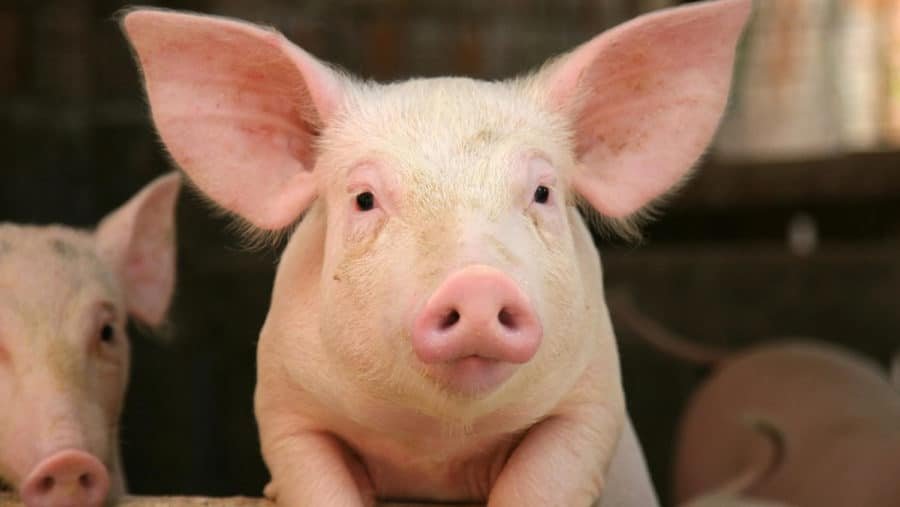 Why Can t Muslims Eat Pork Extremely Information On Food In Islam